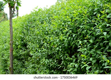 fence green hedge trimmed in the garden yard lawn trees in row alley evergreen edge round