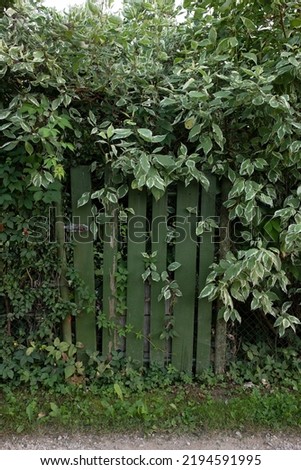 Similar – Image, Stock Photo Secret garden Calm