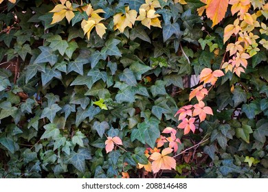 Fence With Green And Orange Leafy Vines