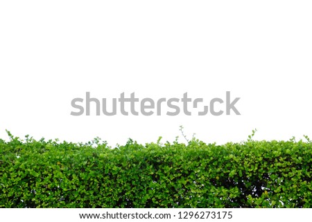 Similar – greenwall Bushes Green