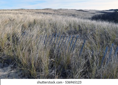 A Fence Hidden In Beach Grass In Winter On Nantucket.