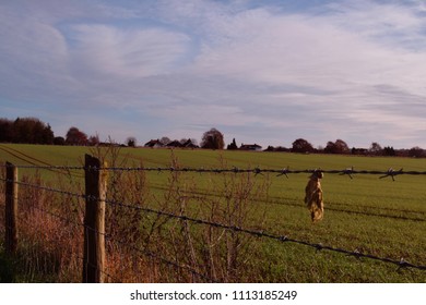 Fence Line At Woodhenge.