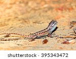 Fence Lizard (Sceloporus undulatus) in the Shawnee National Forest of southern Illinois