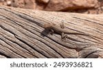 A fence lizard sits on a log, sunbathing in the sun. The log has a rough texture and the lizard is brown and scaly. The lizard is in the Needles District of Canyonlands National Park in Utah, USA.