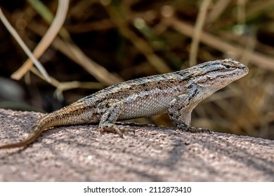 Fence Lizard, A Small Lizard Found In The Southwestern United States