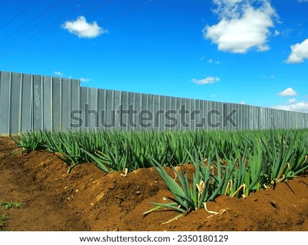 Fence of material storage and spring leek field scenery