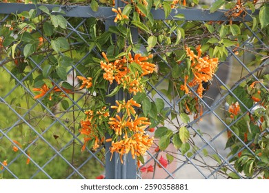A fence with a plant growing over it. The plant is orange and has many orange trumpet vine. The fence is made of metal and is covered in vines