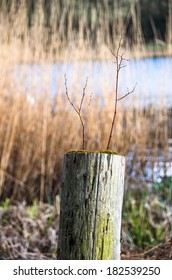 Fence Post With Saplings Growing On Top