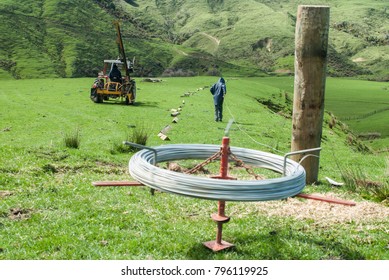 Fence Posts Are Laid Out In A Paddock And A Farmer Pulls Out Number 8 Fence Wire For A New Fence Line On A Sheep Farm In The Wairarapa In New Zealand