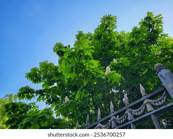 A fence with sharp tips on a background of green chestnut leaves and blue sky. - Powered by Shutterstock