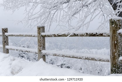 Fence And Tree Covered With Snow