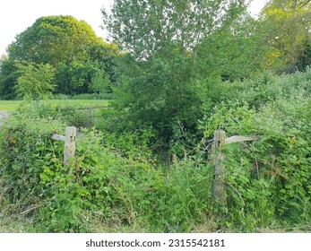 A fence and trees in a field