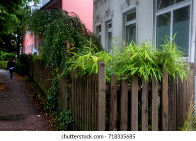 fence with vegetation