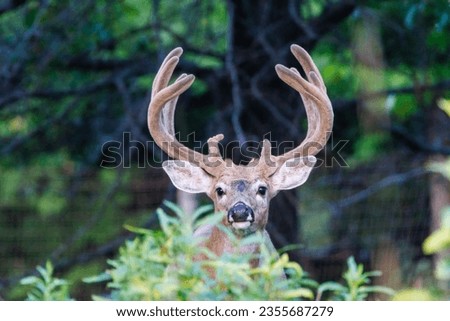 Fenced in trophy whitetail buck deer (Odocoileus virginianus) with velvet antlers looking at camera during late summer. Selective focus, background blur and foreground blur