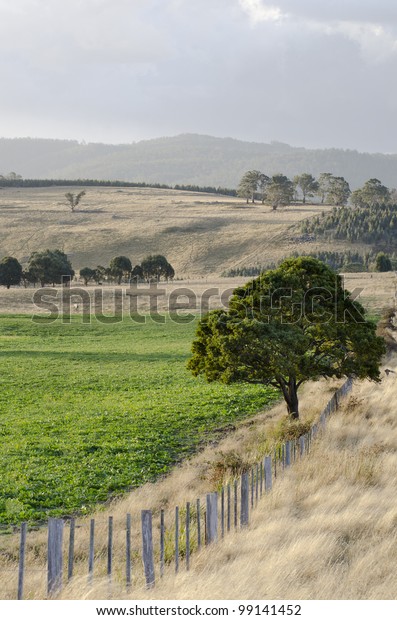 Fence-line\
dividing crop and pasture, Tasmania,\
Australia