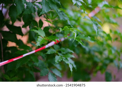 Fencing fields, government offices, or restricted areas with brightly colored plastic ropes to make them clearly visible. Restricted areas, disease or danger prevention, plant breeding areas. - Powered by Shutterstock