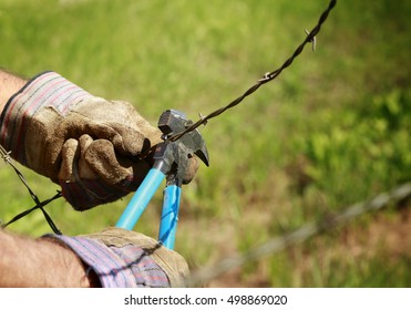 Fencing: Man Cutting Old Barb Wire Farm Fence With Hand Fencing Tool