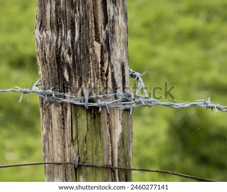 Similar – Image, Stock Photo Skewering moss on a wall stone in front of a blurred background
