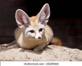 Fennec