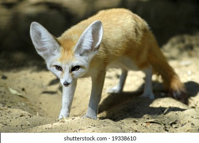 Renard De Fennec Hd Stock Images Shutterstock