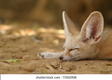 Fennec Fox