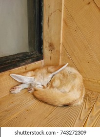 Fennec fox