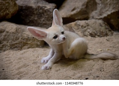 Fennec Fox Baby.