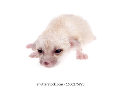 The Fennec Fox Cub, 2 Weeks Old, On White