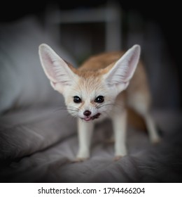 Fennec Fox Cub Eats Meat On A Bed