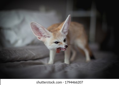 Fennec Fox Cub Eats Meat On A Bed