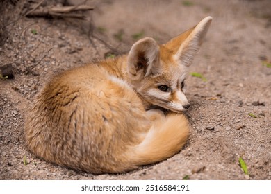 Fennec fox or desert fox, cute little fox sleeping curled - Powered by Shutterstock