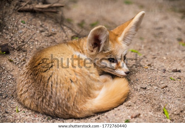 フェンネックの狐 砂漠の狐 かわいい小さなキツネが砂の上の玉の中で丸く眠っている の写真素材 今すぐ編集