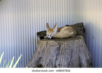 Fennec Fox Found North Africa Scientific Stock Photo 648047836