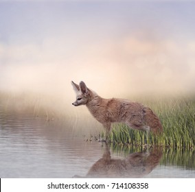 Fennec Fox In The Grassland Near Water