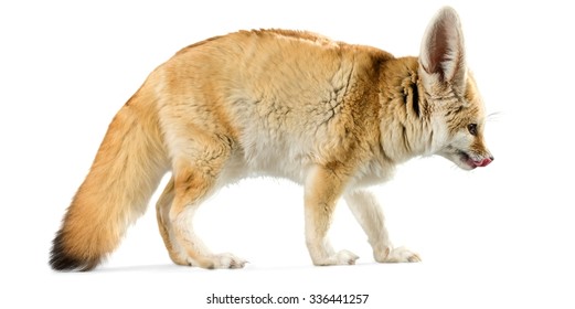 Fennec Fox - Isolated