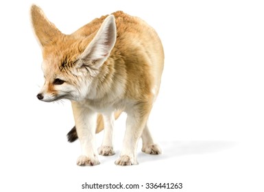 Fennec Fox - Isolated