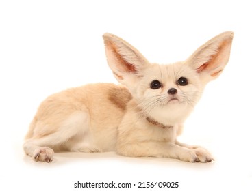 Fennec Fox Isolated On A White Background