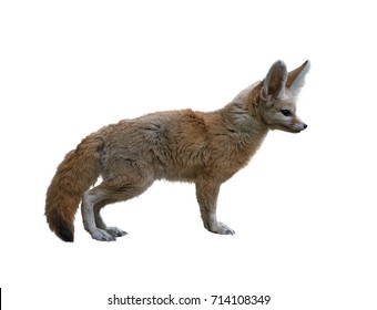 Fennec Fox Isolated On White Background