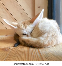 Fennec fox laying down for sleep