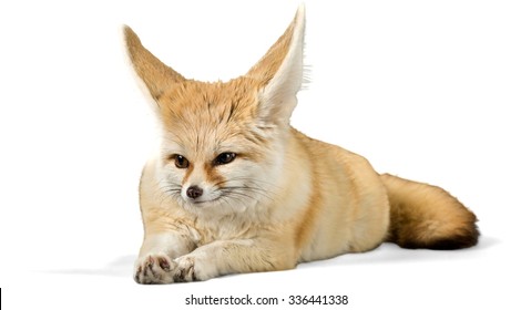 Fennec Fox Lying Down - Isolated