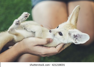 Cute Fennec Fox Images Stock Photos Vectors Shutterstock