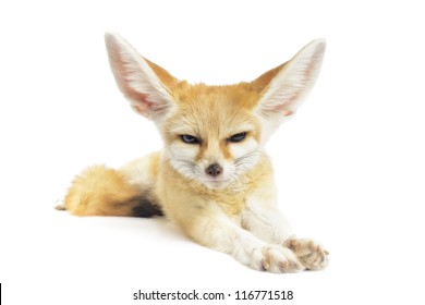 Fennec Fox On White