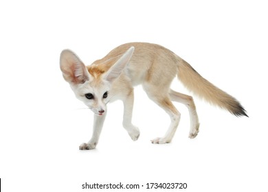 Fennec Fox On A White Background In Studio