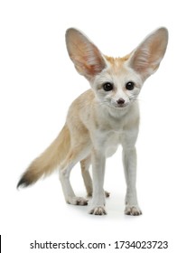 Fennec Fox On A White Background In Studio