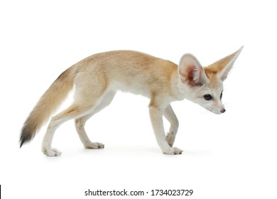 Fennec Fox On A White Background In Studio