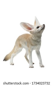 Fennec Fox On A White Background In Studio