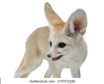 Fennec Fox On A White Background In Studio