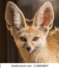 Fennec Fox Images Stock Photos Vectors Shutterstock