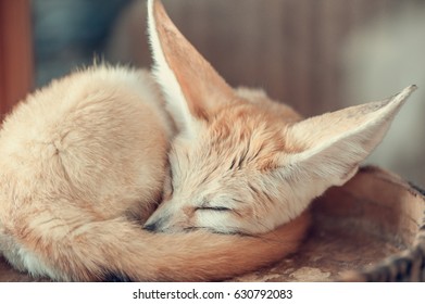 Fennec fox. selective focus blurred background
