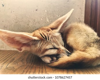 Fennec Fox is sleeping